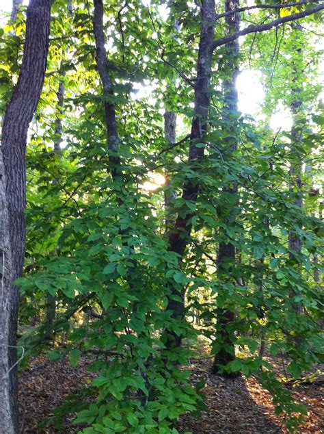 iniyotan|Dakota Wowapi Wakan Kin Bible Project Blog: Corrected .